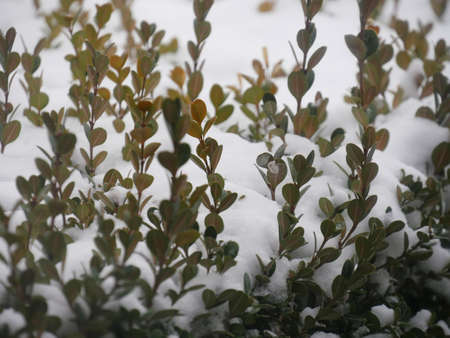 Close up, cropped shot of plants covered with snowの写真素材