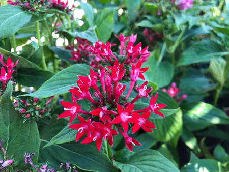 Clusters of red monrovia flowers outdoors