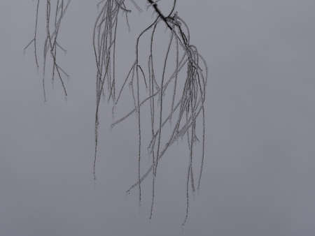 Leafless twigs of a willow tree covered with iceの写真素材