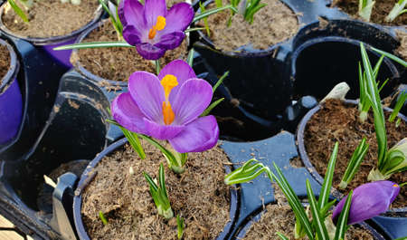 Medium wide downward shot of lavender crocus flowers in pots