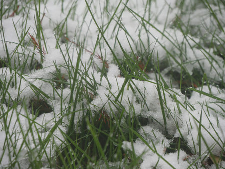 Blades of grass topped with fresh snow on the groundの写真素材