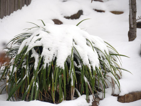 Thick snow covers the top of a thick plant outdoorsの写真素材