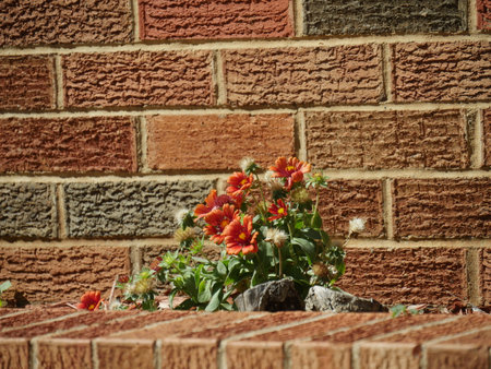 Red-orange flowers growing beside a brick wallの写真素材