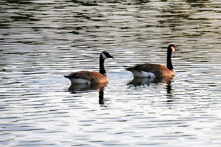 Back-view of two beautiful geese wimming in waterの写真素材