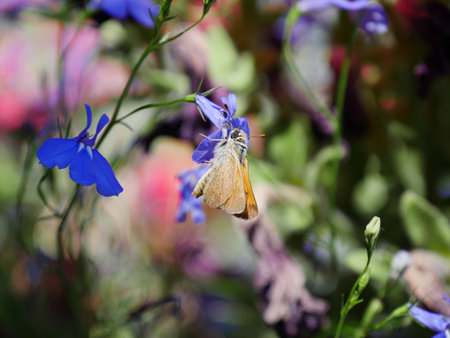 Small butterfly sipping nectar froma blue flower
