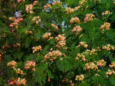 Albizia julibrissin, commonly known as silk joss or silk joss.の写真素材