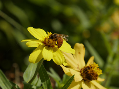 Bee on a yellow flower in the garden. Shallow depth of field