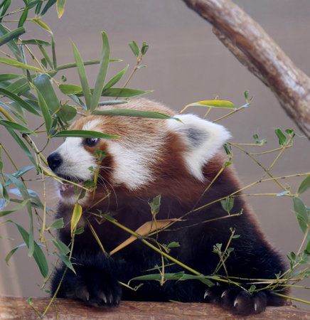 Red panda (Ailurus fulgens) eating green leavesの写真素材