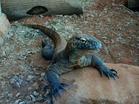 Komodo Dragon, Varanus komodoensis, is a species of lizard native to Indonesia.の写真素材