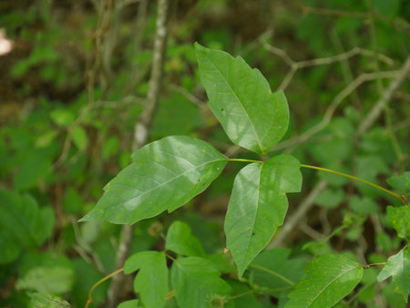 Soft focus on poison ivy leaves in the jungleの写真素材