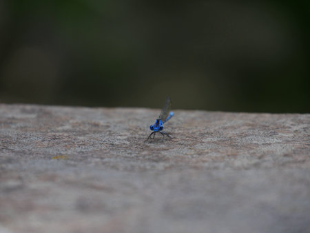Blue dragonfly on a stone, blurred backgroundの写真素材