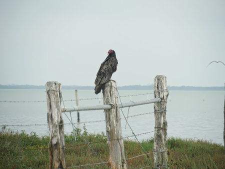 Turkey vulture sitting on a fence at the lake in the summerの写真素材