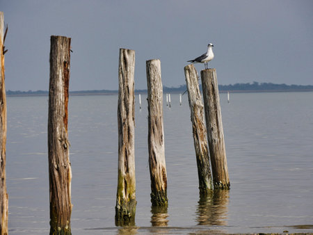 Wooden posts in the sea with a bird perched on top of one postの写真素材