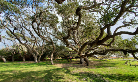 Big Trees at the Goose Island State Park in Aransas County, Texas.の写真素材