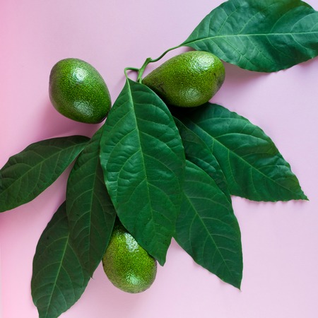 Ripe green avocado with leaves on pink background, top view