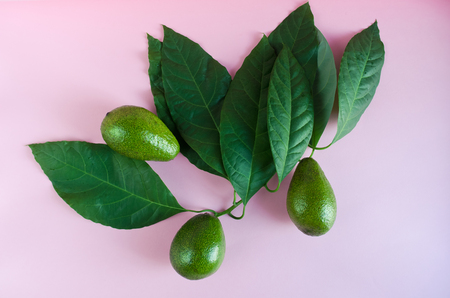 Ripe green avocado with leaves on pink background, top viewの写真素材