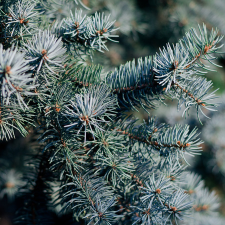 Closeup of Christmas fir tree branch outdoor background