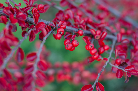 Bright branch with red berries and leaves - natural backgroundの写真素材