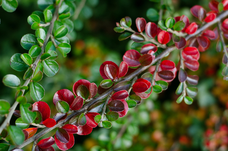 Bright branch with red berries and leaves - natural backgroundの写真素材