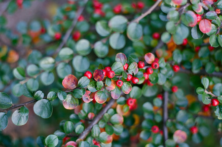 Bright branch with red berries and leaves - natural background