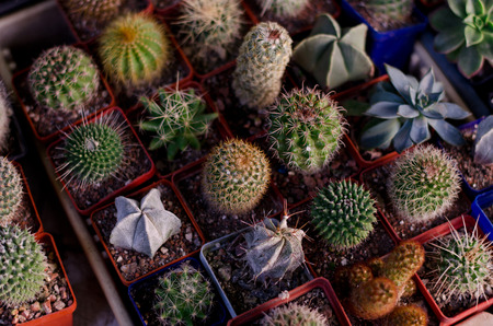 various kind of little cactus planted in small pots in the garden