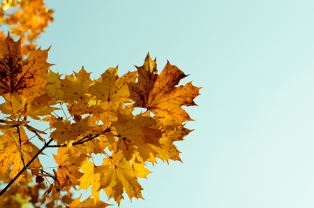 autumn yellow maple leaves in the blue sky backgroundの写真素材