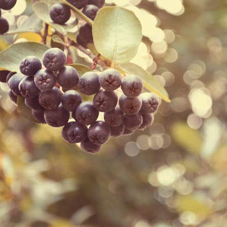 A bunch of black Chokeberry aronia on blurred leaves background with nice bokehの写真素材
