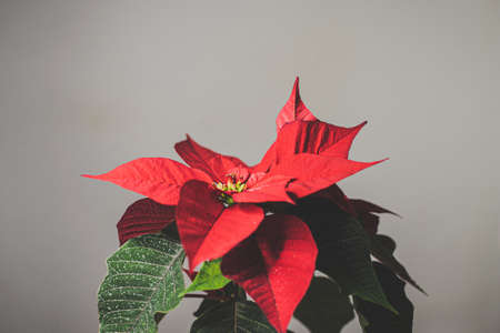 christmas flower poinsettia close up