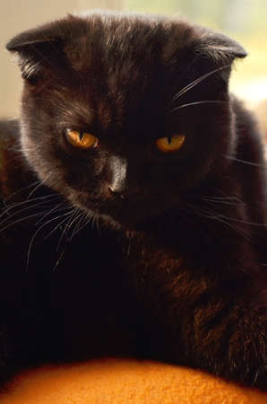 Black scottish fold cat portraitの写真素材