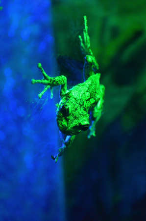 Tree frog sitting on a glassの写真素材