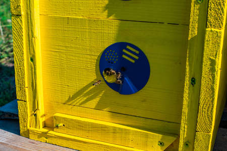 Honey bees at the entrance in beehive.