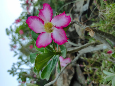 Desert rose or Impala Lily or Mock Azalea flowerの写真素材