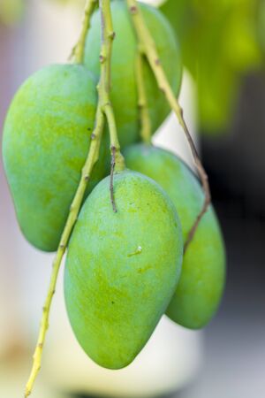 Four Mangoes growing.の写真素材