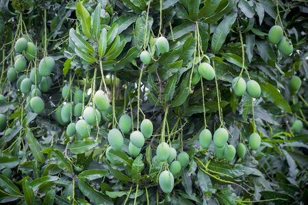 Mango growing on trees.の写真素材