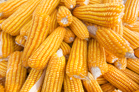 Close macro shoot of Maizebhutta crop, Thakurgaon, Bangladesh.の写真素材
