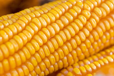 Close macro shoot of Maizebhutta crop, Thakurgaon, Bangladesh.の写真素材