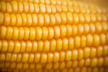 Close macro shoot of Maizebhutta crop, Thakurgaon, Bangladesh.の写真素材