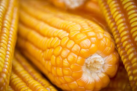 Close macro shoot of Maizebhutta crop, Thakurgaon, Bangladesh.