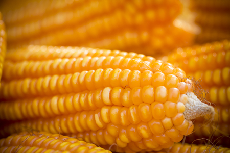 Close macro shoot of Maizebhutta crop, Thakurgaon, Bangladesh.の写真素材