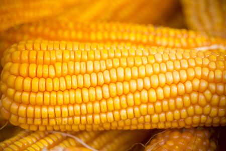 Close macro shoot of Maizebhutta crop, Thakurgaon, Bangladesh.