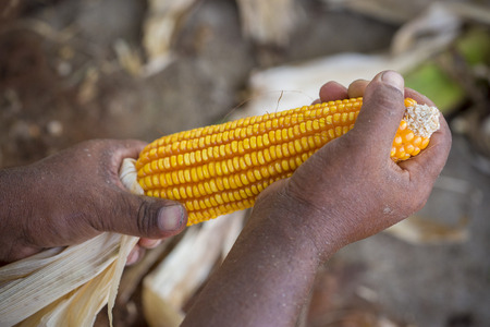 Worker collecting corn harvest, Thakurgaon, Bangladesh.の写真素材
