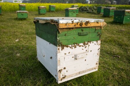 A new method of honey farming using bee boxes set up beside mustard fields is expanding fast here...