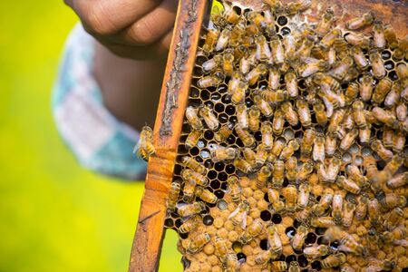 A honey collector showing honey basket close-up view.