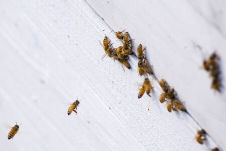 Hives in an apiary with bees flying to the landing boards in munshigonj, Bangladesh.の写真素材
