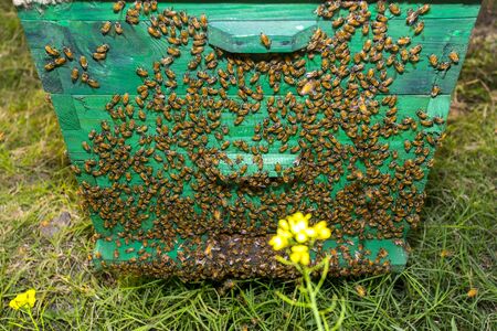 Honey bees flying in and out of commercial beekeeping beehives, collecting from the Mustard Flower honey production.の写真素材