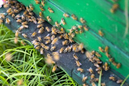 Honey bees flying in and out of commercial beekeeping beehives, collecting from the Mustard Flower honey production, in munshigonj, Bangladesh.の写真素材