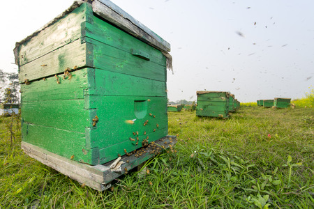 Honey bees flying in and out of commercial beekeeping beehives, collecting from the Mustard Flower...