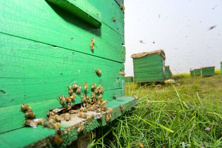 Honey bees flying in and out of commercial beekeeping beehives, collecting from the Mustard Flower honey production.の写真素材