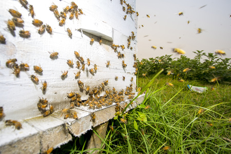Honey bees flying in and out of commercial beekeeping beehives, collecting from the Mustard Flower...