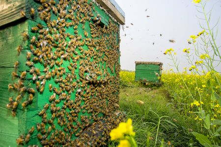 Honey bees flying in and out of commercial beekeeping beehives, collecting from the Mustard Flower...